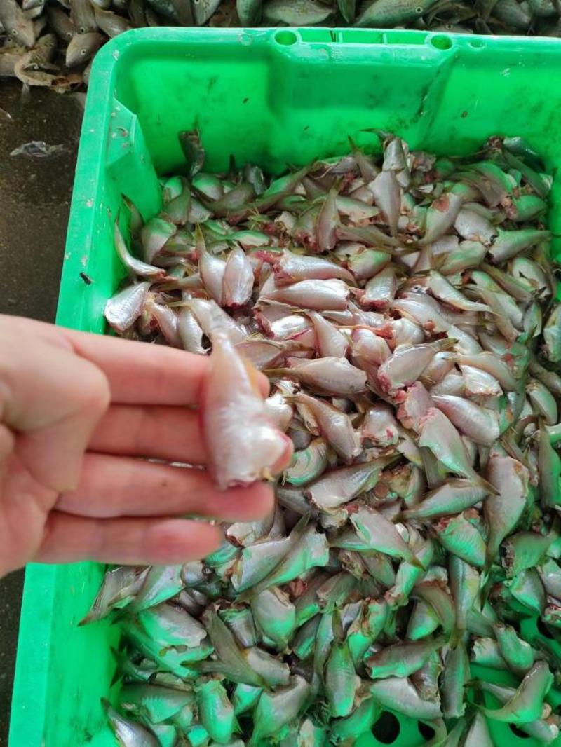 剥皮鱼小马面鱼耗儿鱼长期供应