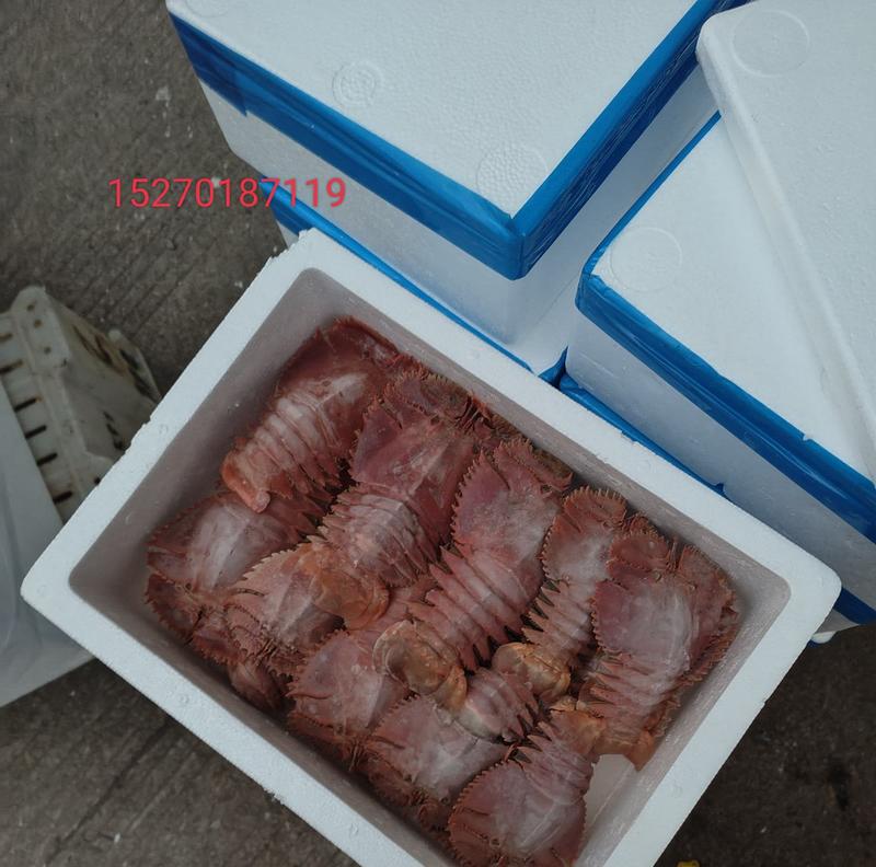 琵琶虾，九齿琵琶虾，鲜活琵琶虾，船冻琵琶虾，全国发货