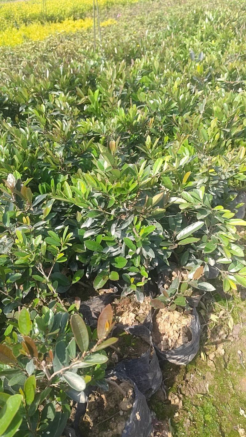 【牛商推荐】中华文木小苗色块和工程小苗规格齐全