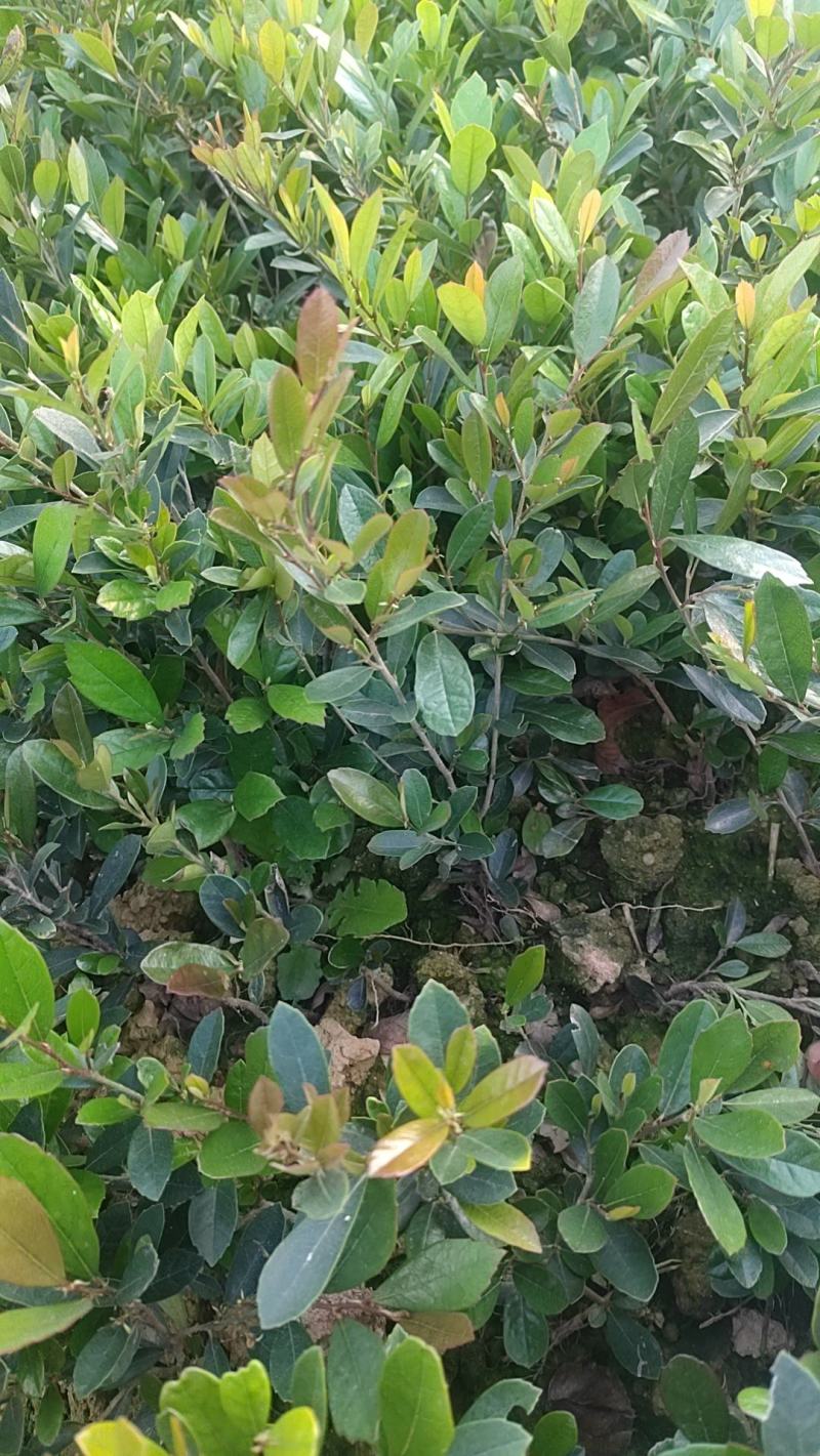 【牛商推荐】中华文木小苗色块和工程小苗规格齐全