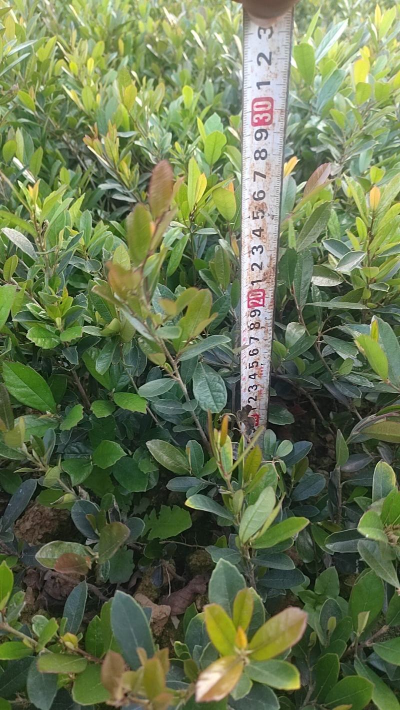 【牛商推荐】中华文木小苗色块和工程小苗规格齐全