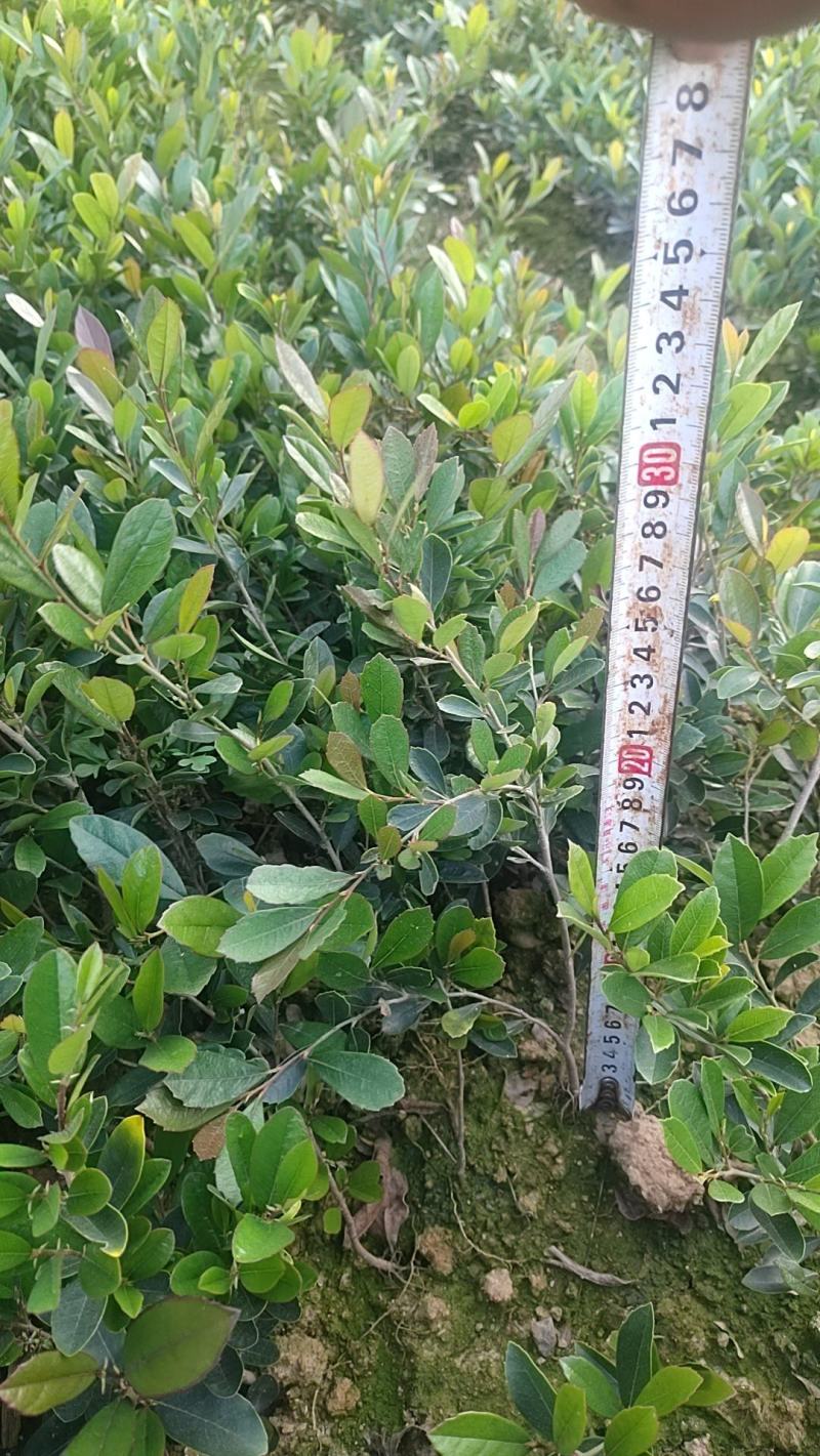 【牛商推荐】中华文木小苗色块和工程小苗规格齐全