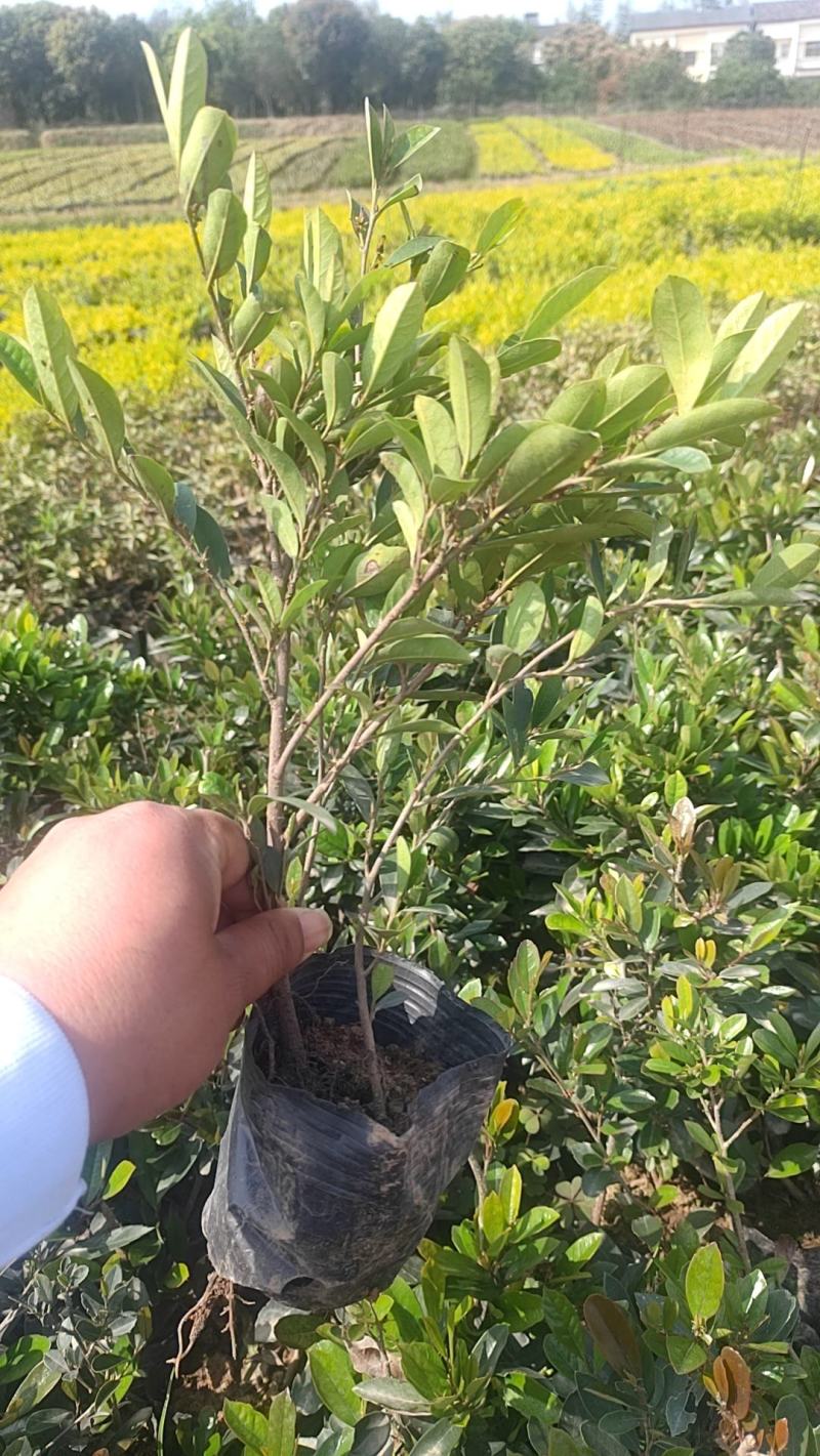 【牛商推荐】中华文木小苗色块和工程小苗规格齐全