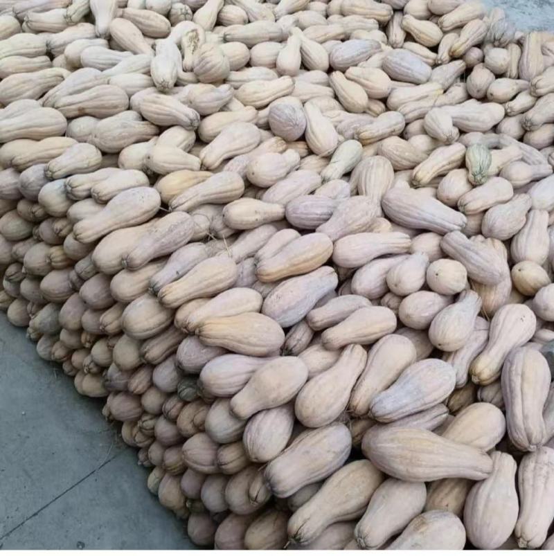 广西蜜本南瓜大量现货供应，规格齐全品，对接电商市场批发商
