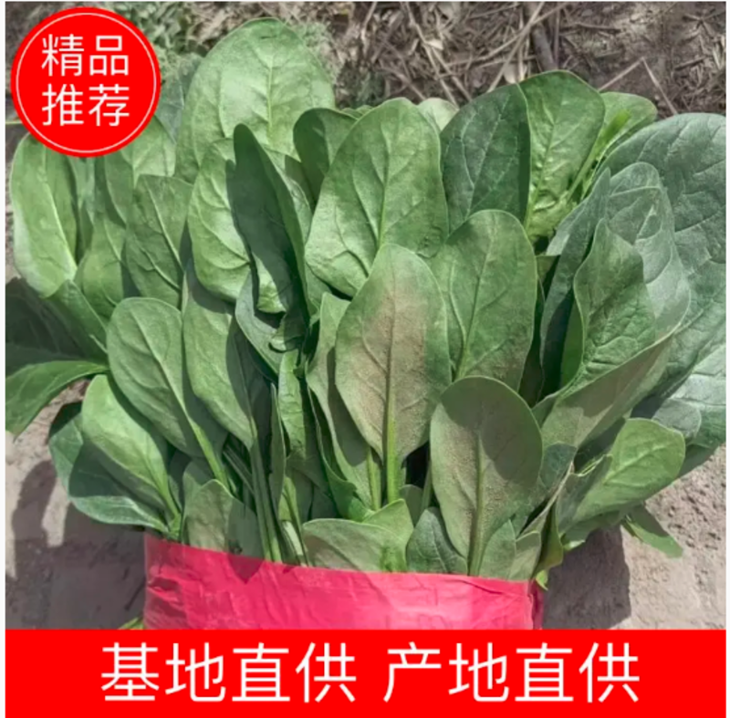 邯郸市大量供应大叶菠菜，产地直发一手货源