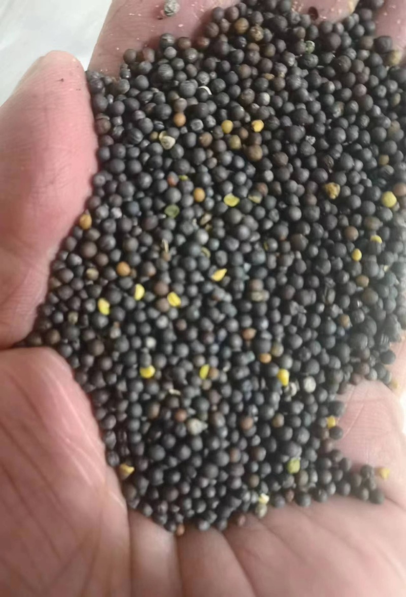 俄罗斯进口油菜籽