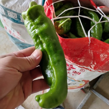 大辣椒，现在上市中，中等量！有需要的老板联系