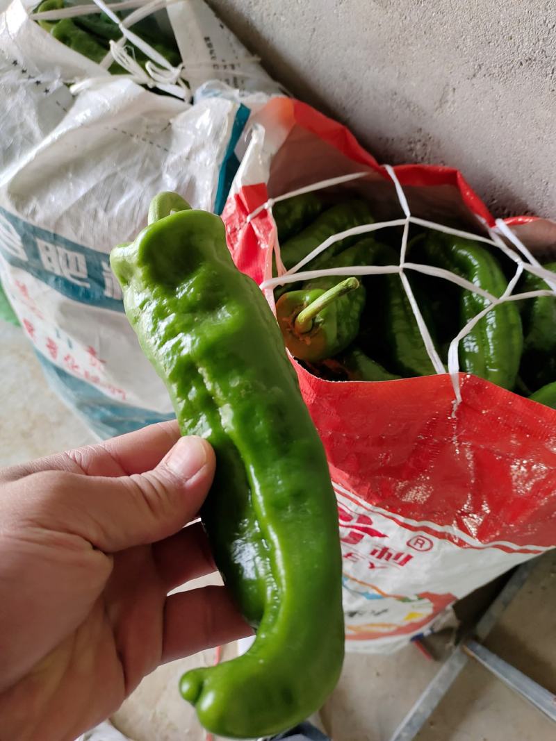 大辣椒，现在上市中，中等量！有需要的老板联系