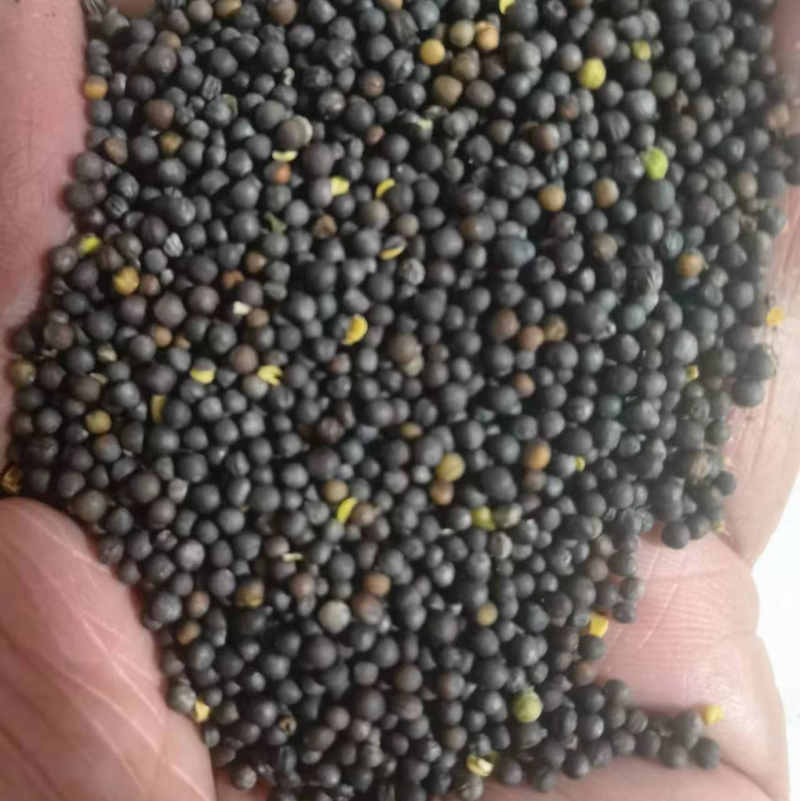 俄罗斯进口油菜籽