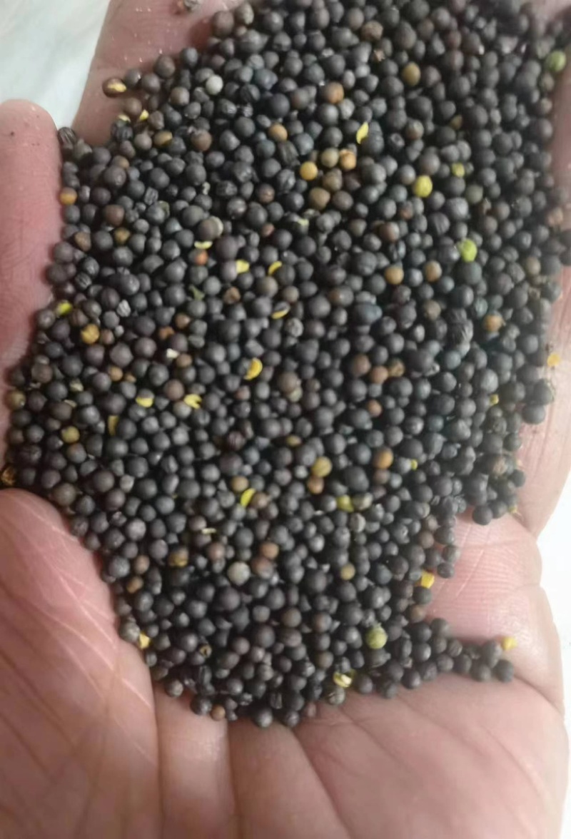 俄罗斯进口油菜籽