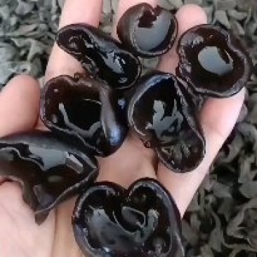 产地批发优质东北黑木耳，一手货源，各种规格，品种齐全。