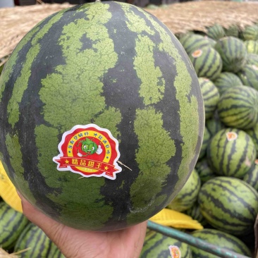 甜王西瓜云南甜王大量有货包甜质量保证全国发货