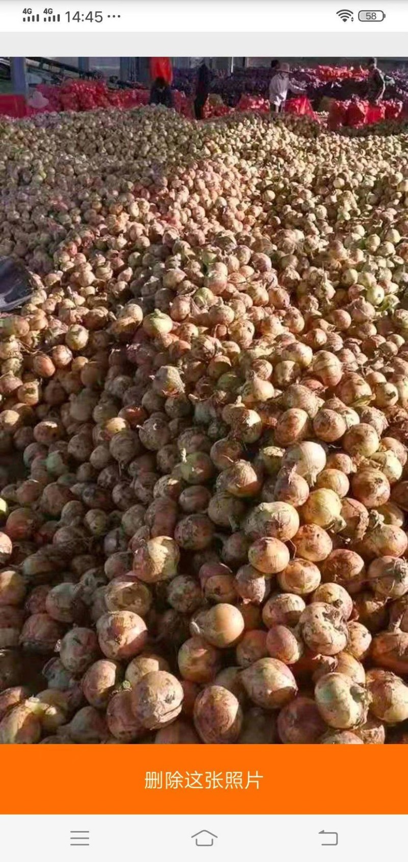 精品大黄洋葱，个头大，球形圆润，产地直供