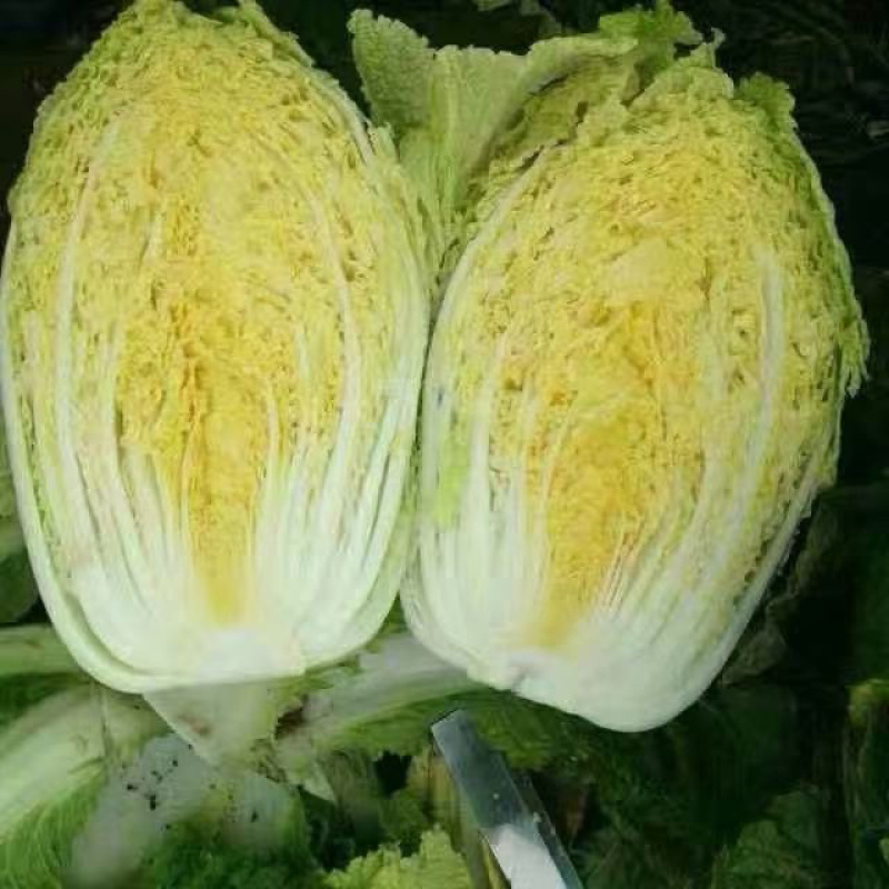 陆地黄心大白菜