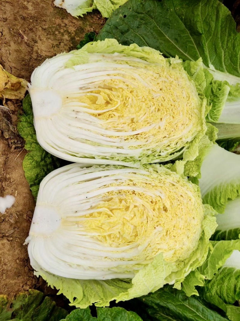 陆地黄心大白菜