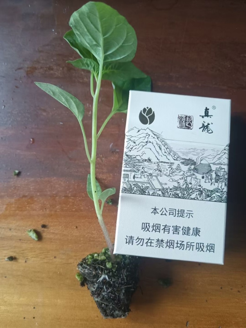 七彩椒苗