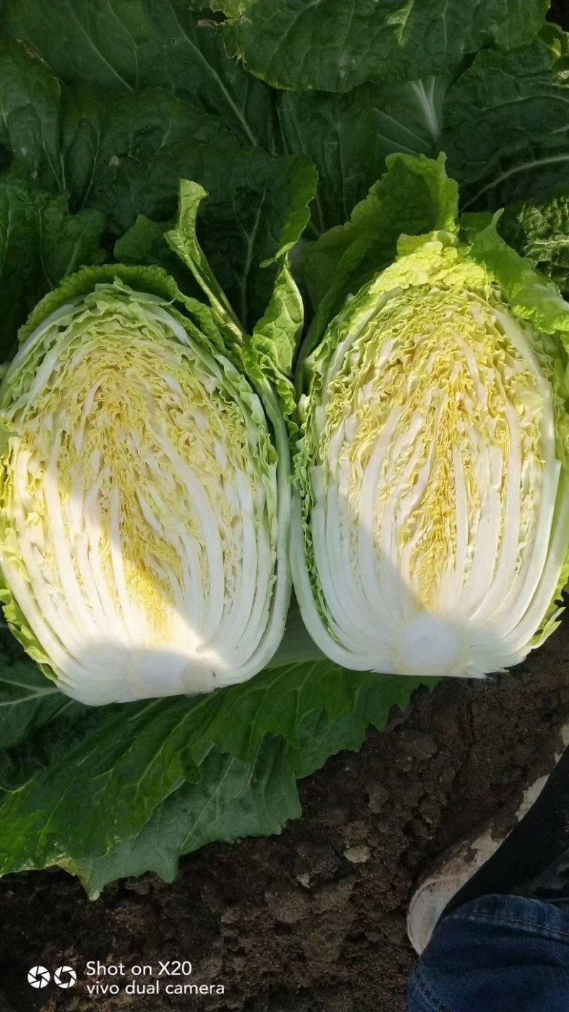 陆地黄心大白菜，全国代发代收保证质量可视频看货