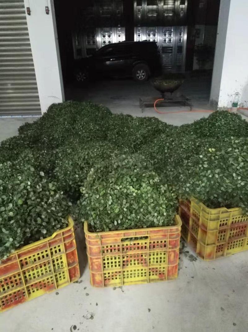 抱石莲，声明:我地只产正宗小圆叶，十几年专业，质量好！