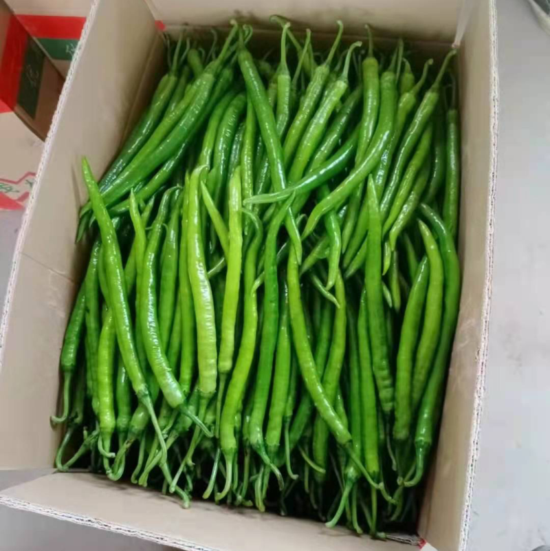 广西博白二荆条，条形好，个头均匀，大量供应，货源充足