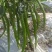 广西博白二荆条，条形好，个头均匀，大量供应，货源充足
