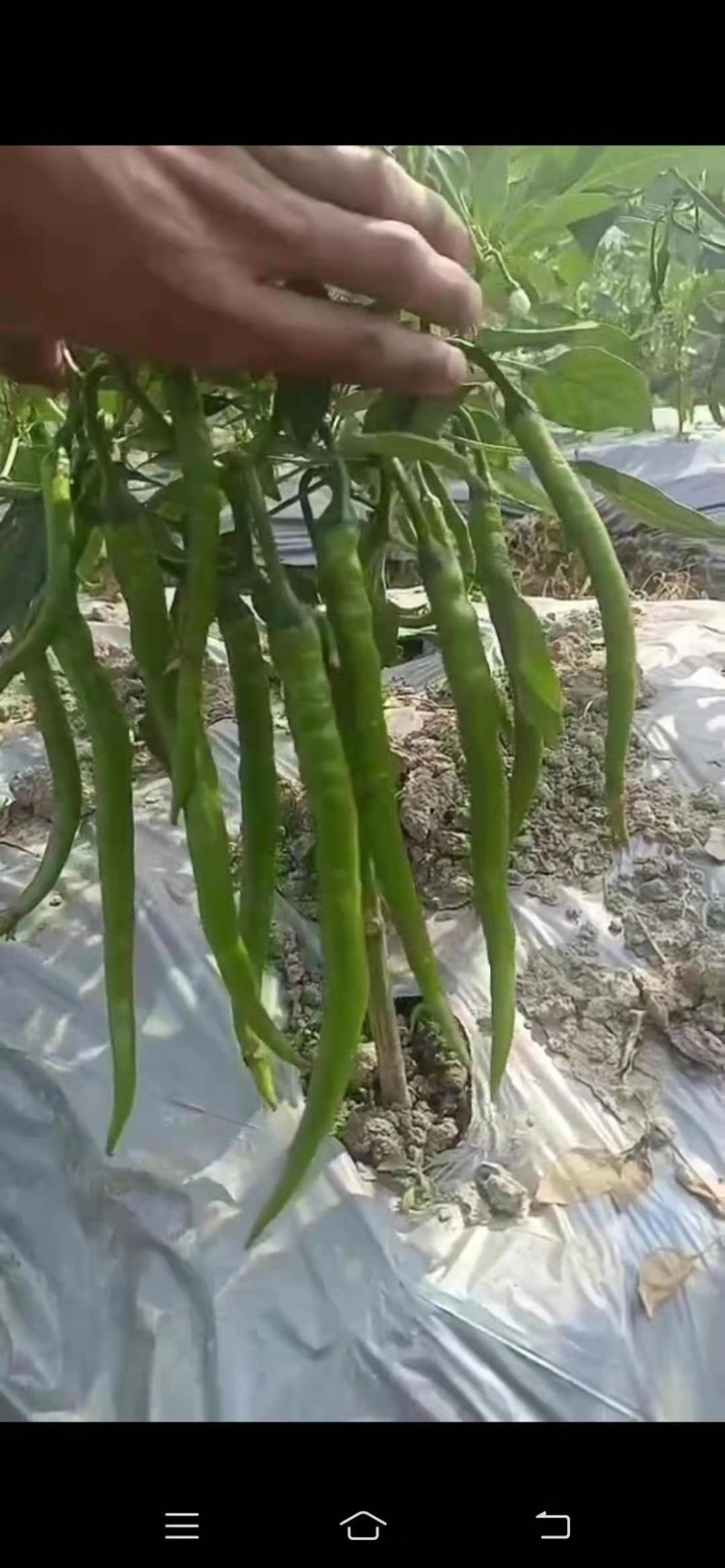 广西博白二荆条，条形好，个头均匀，大量供应，货源充足