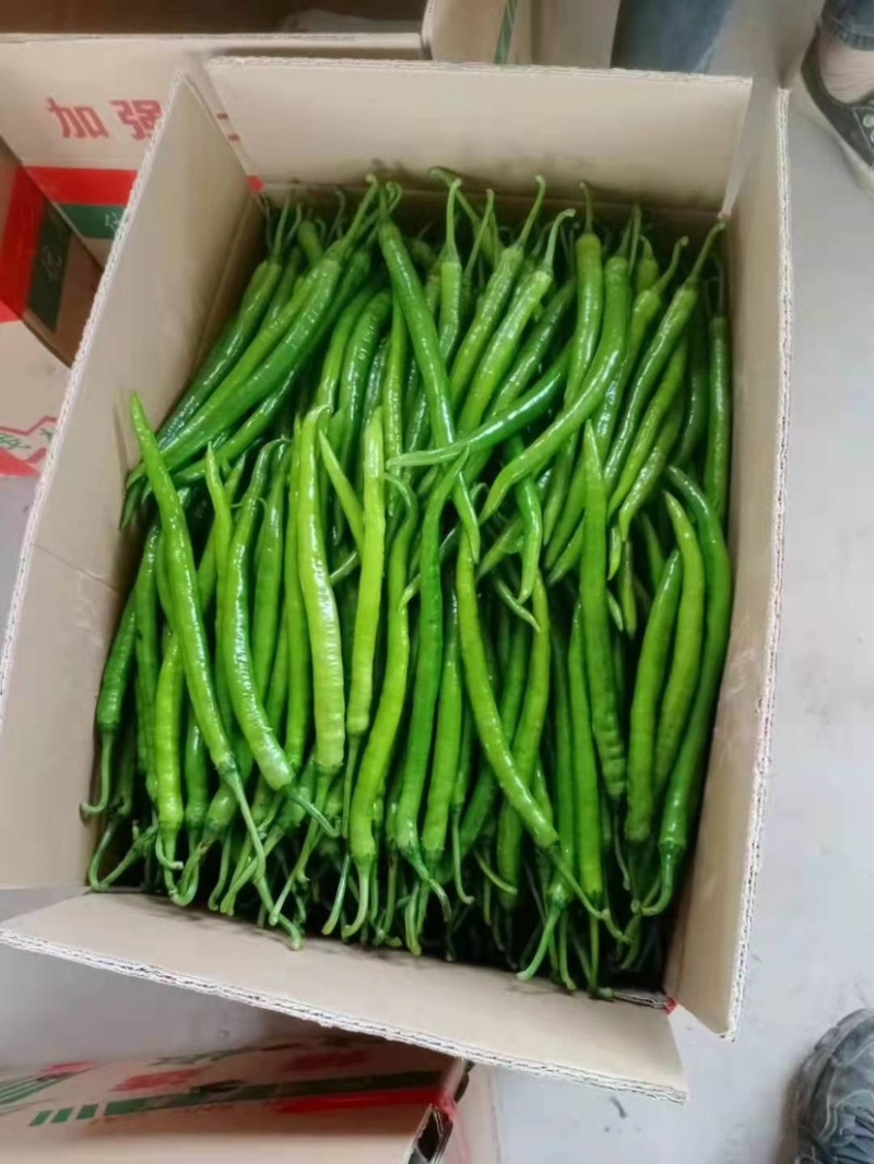 广西博白二荆条，条形好，个头均匀，大量供应，货源充足