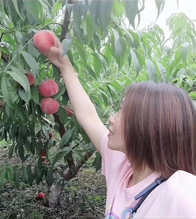 四川眉山水蜜桃大量供应甜皮多汁可视频看货