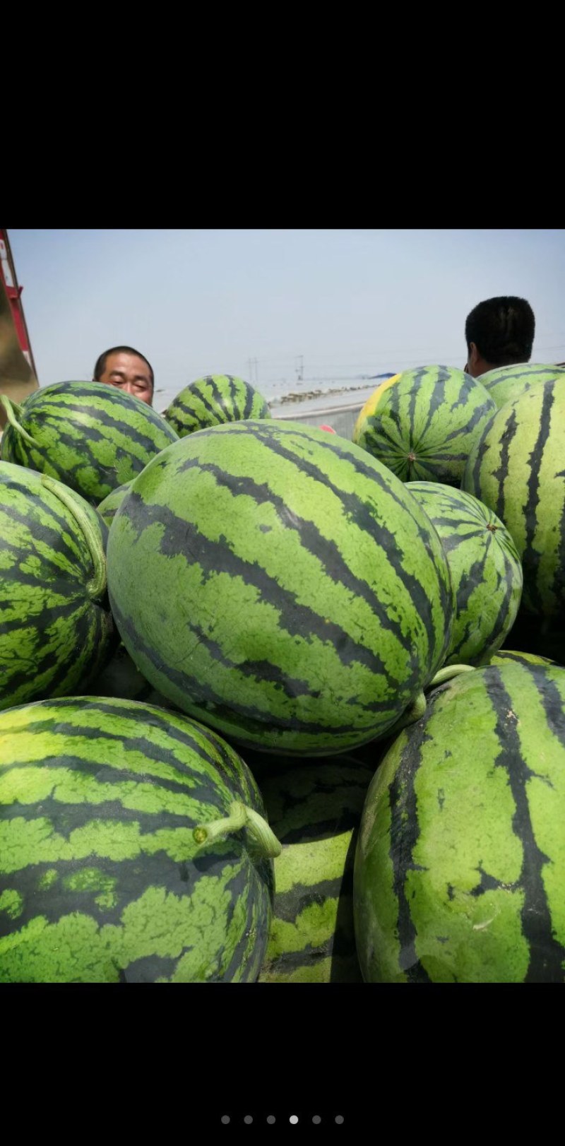 各种品种西瓜