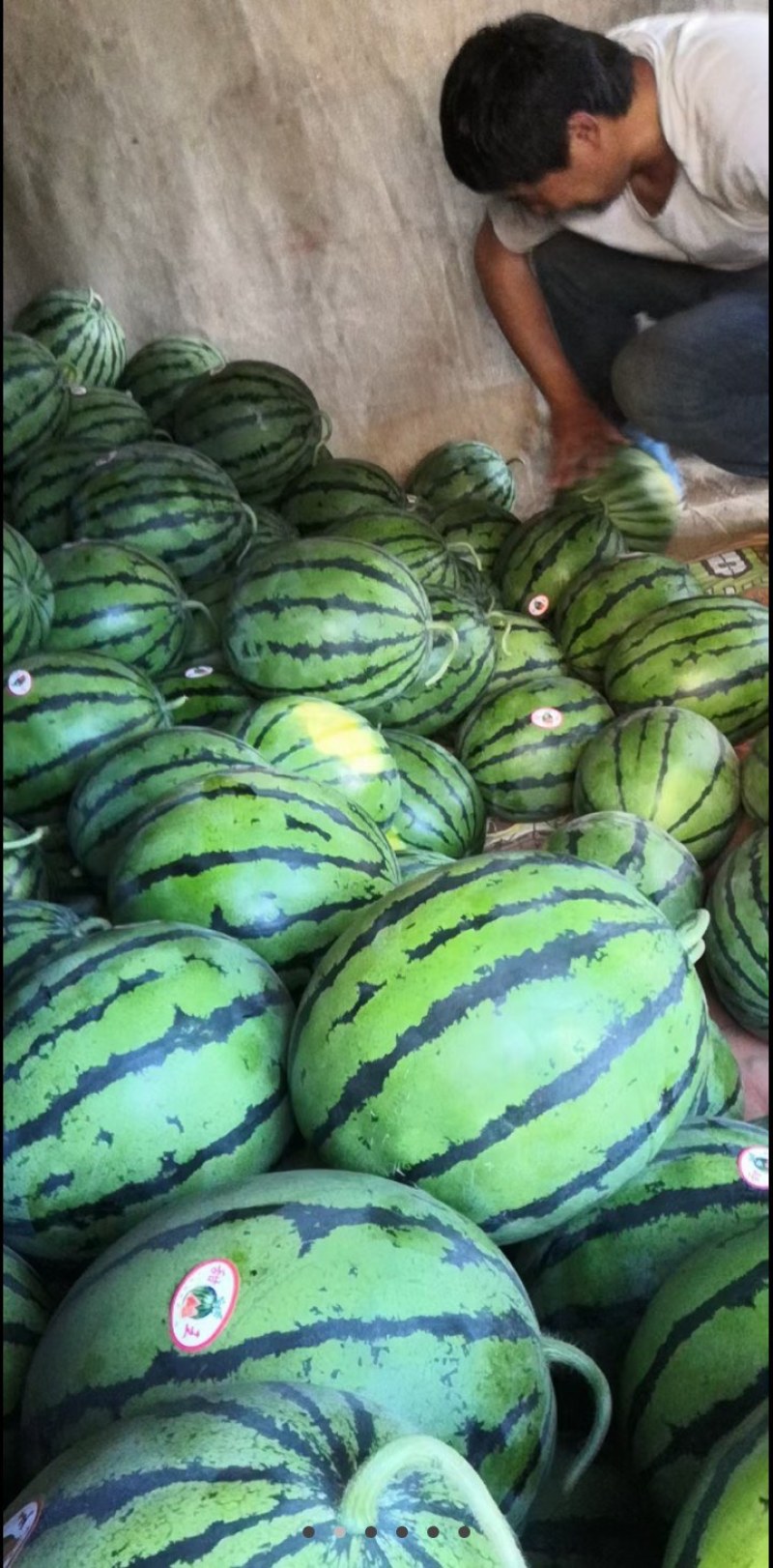 各种品种西瓜
