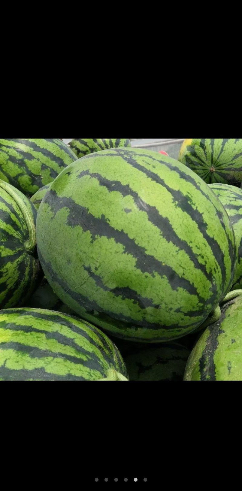 各种品种西瓜