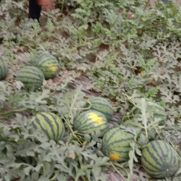 各种品种西瓜
