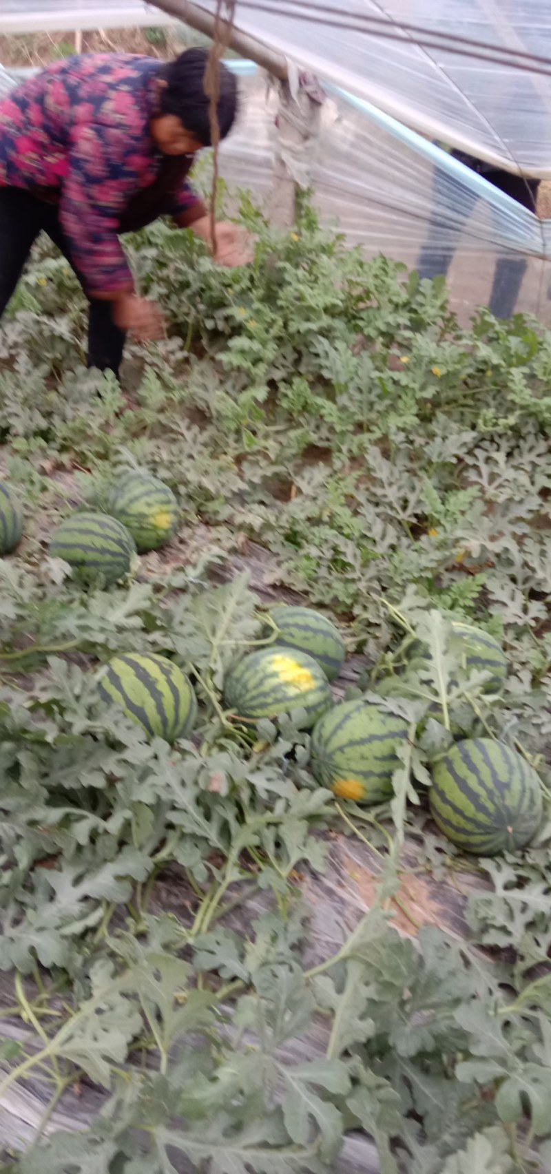 各种品种西瓜