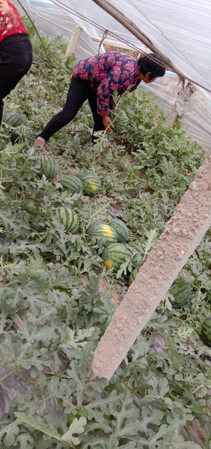 各种品种西瓜