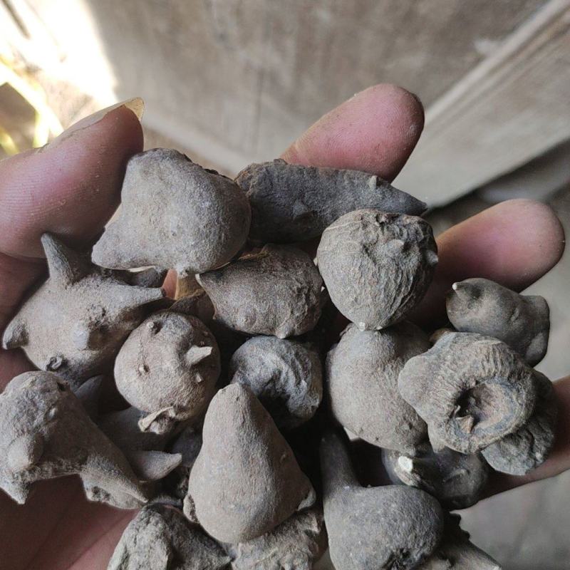 附片天雄片四川货江油特产生片需要下单就可以