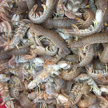 鲜活皮皮虾虾爬虾婆渔船现捕现发产地直发皮皮虾