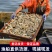 鲜活皮皮虾虾爬虾婆渔船现捕现发产地直发皮皮虾