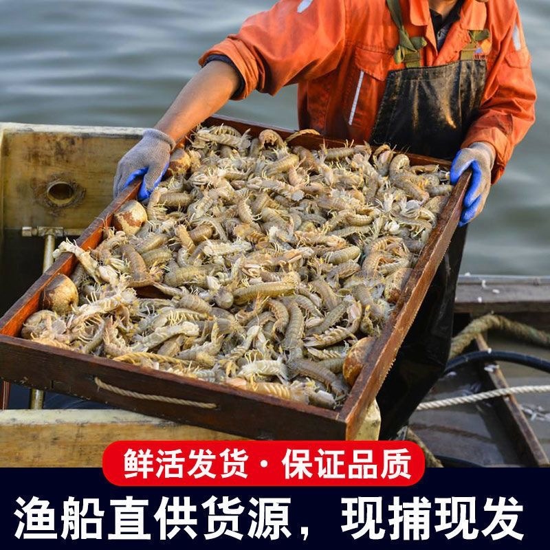 鲜活皮皮虾虾爬虾婆渔船现捕现发产地直发皮皮虾