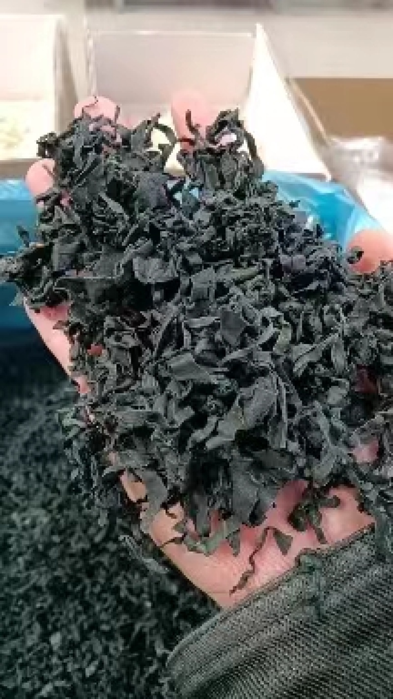 裙带菜！L号卷曲！高质量！泡发率高！