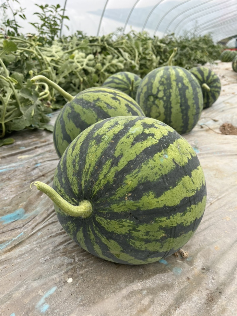 夏邑美都西瓜、大量上市、保质包量！可实地考察！