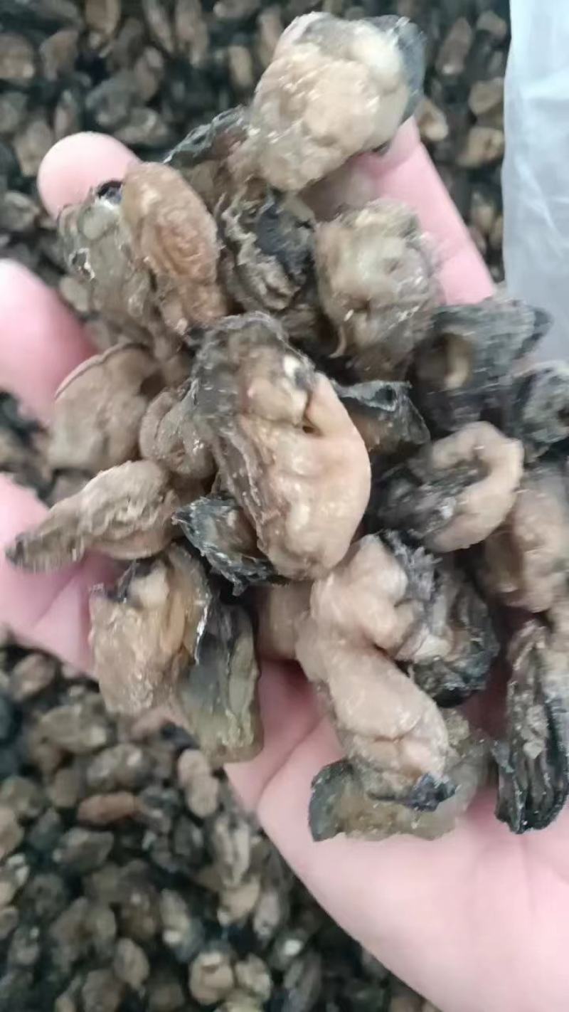 牡蛎干！100多头200多头均有大量现货！干度足！货漂亮