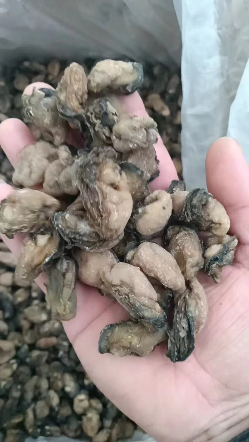 牡蛎干！100多头200多头均有大量现货！干度足！货漂亮