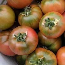 草莓西红柿苗，口感番茄苗，无病虫害常年供应种子种苗