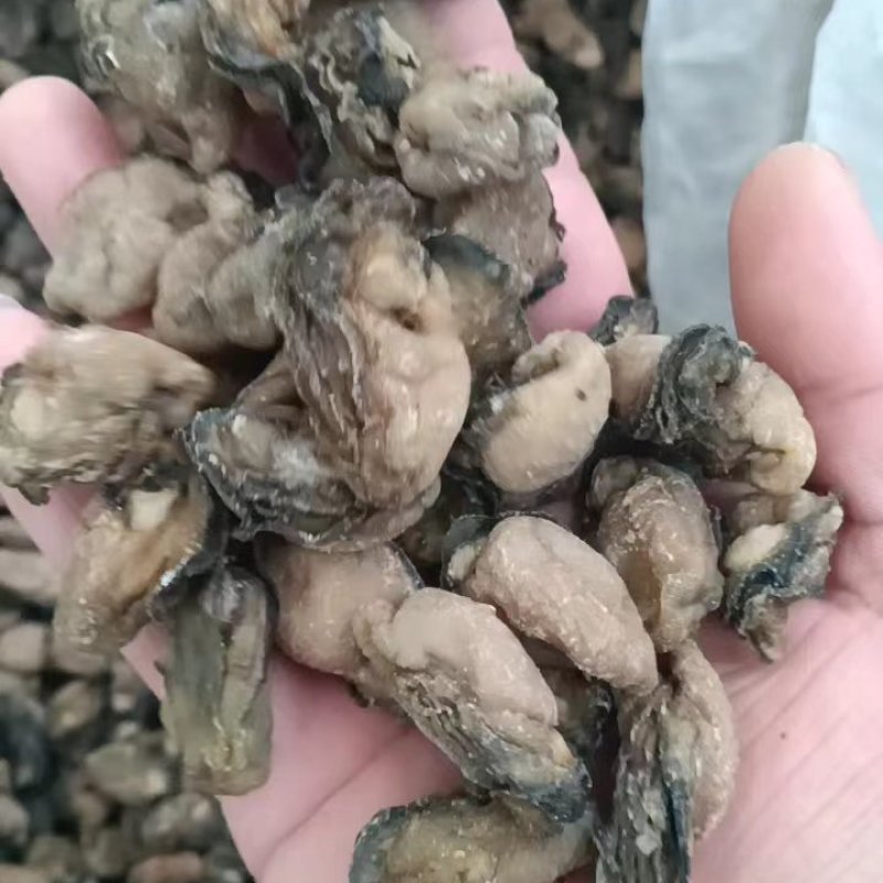 牡蛎干！100多头200多头均有大量现货！干度足！货漂亮