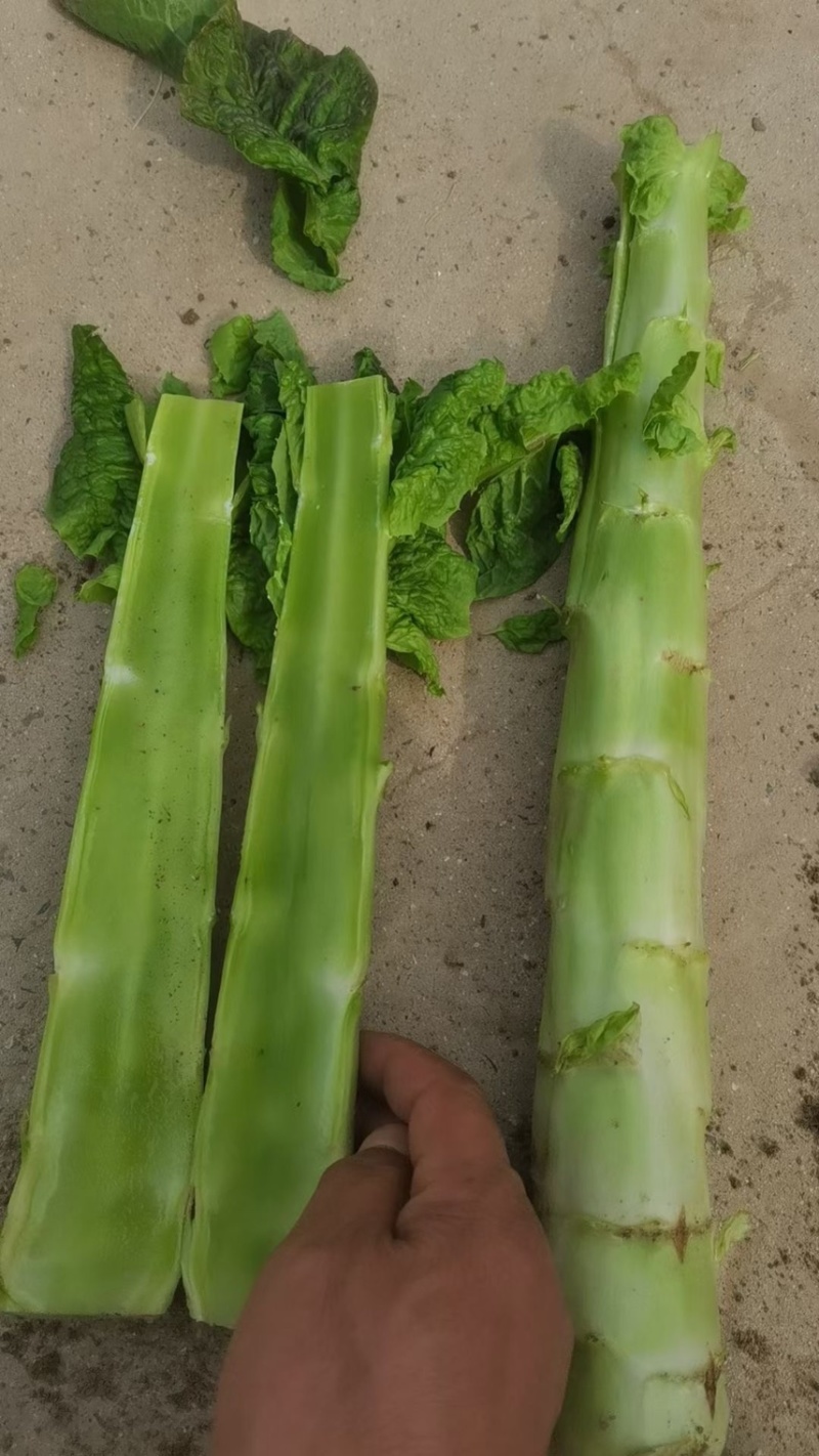 【莴笋】开封通许精品莴笋大量上市。