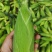[优选]海南东方市水果玉米甜玉米鲜玉米大量