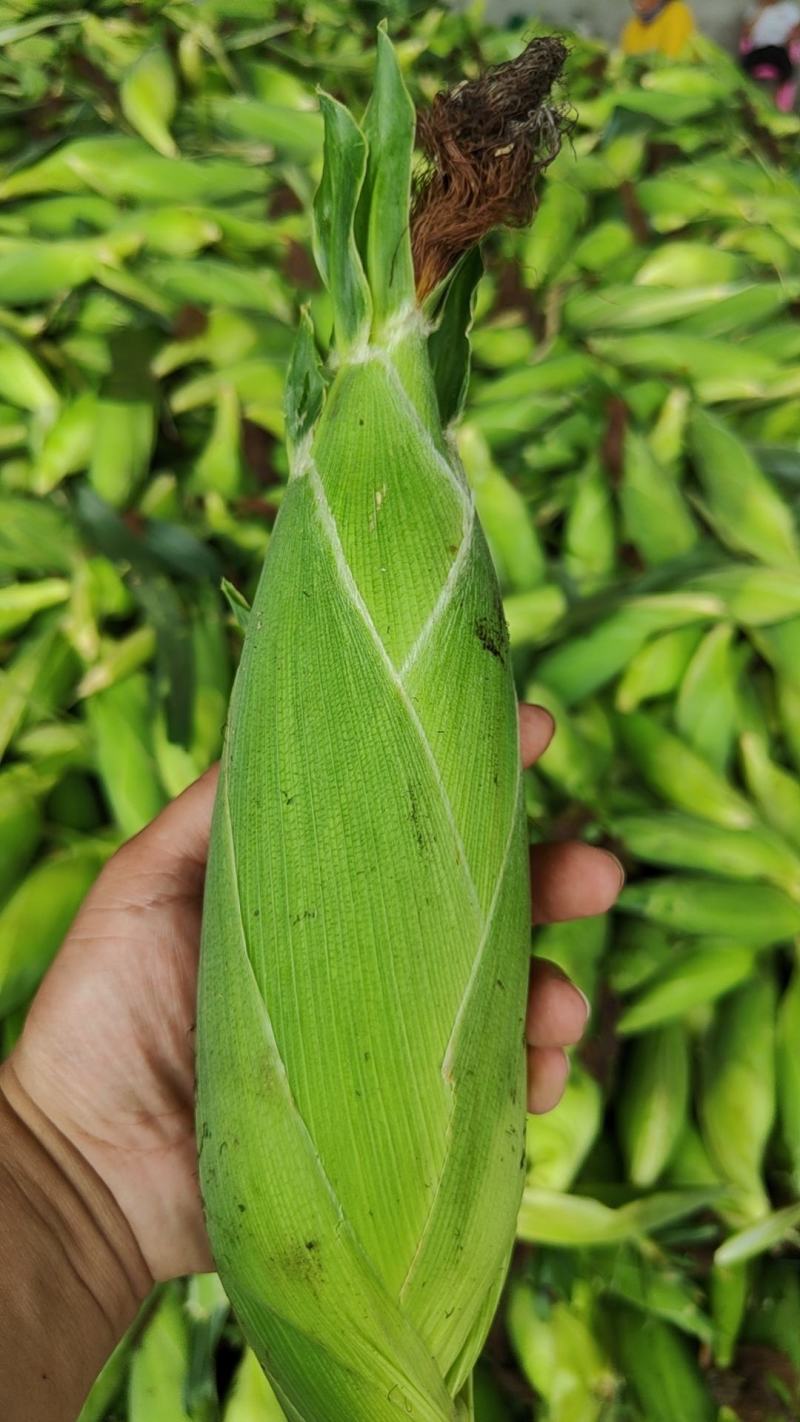 [优选]海南东方市水果玉米甜玉米鲜玉米大量