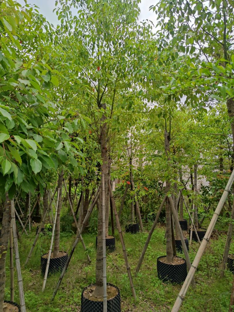 香樟5分到30分基地实拍保证质量严守把关货到出现类似
