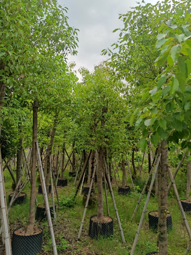香樟5分到30分基地实拍保证质量严守把关货到出现类似