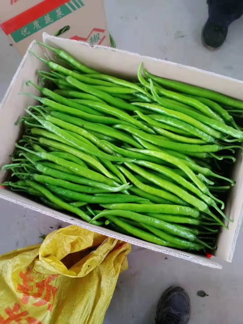 广西博白二荆条，条形好，个头均匀，大量供应，货源充足