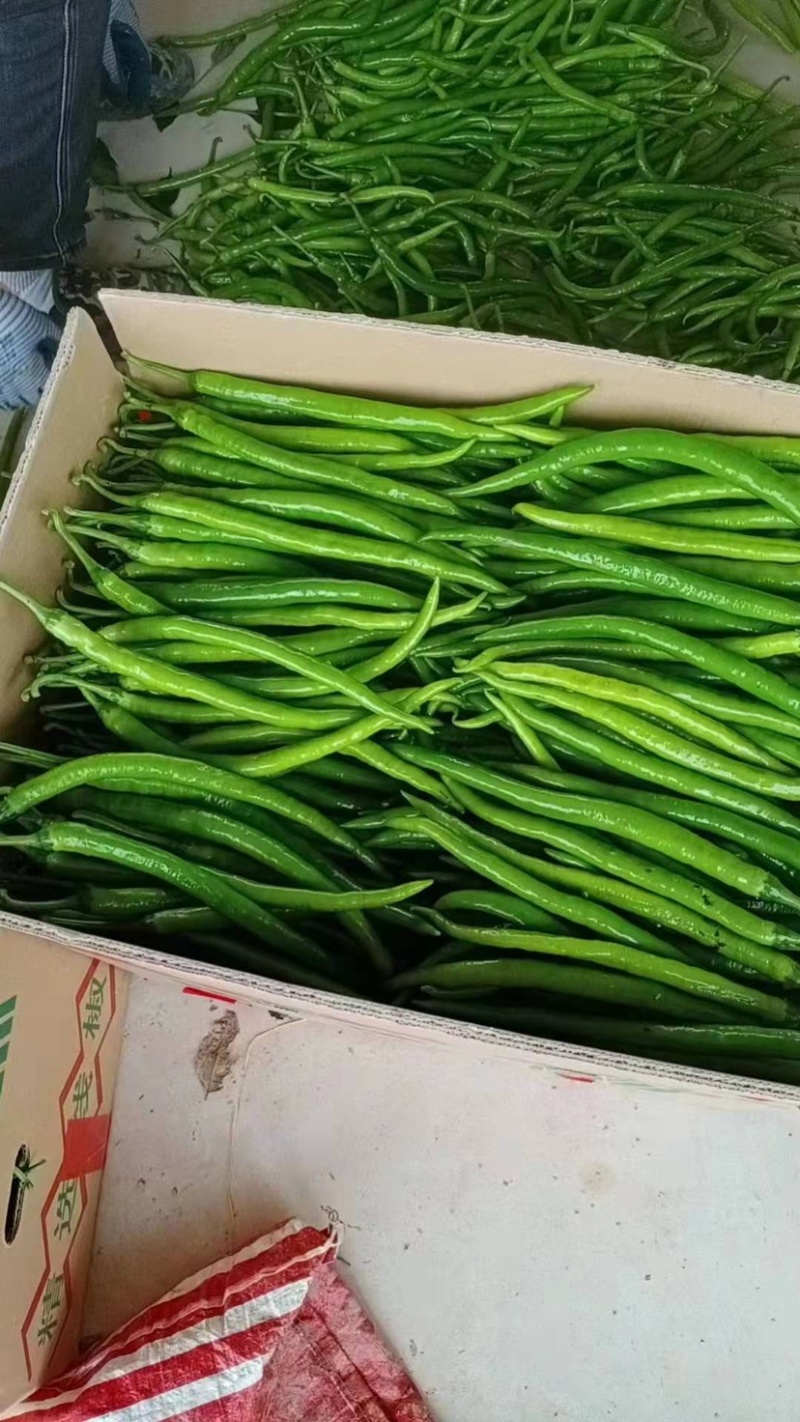 广西博白二荆条，条形好，个头均匀，大量供应，货源充足